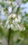 White flowers on blueberry stem