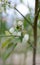 White flowers on blueberry stem