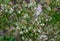 White flowers on blueberry stem