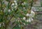 White flowers on blueberry stem