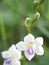 White flowers with blur photography in the morning