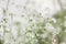 White flowers, blurry floral background