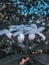 White flowers with boke background