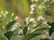 White flowers are booming on tree in the garden. Vernonia tree, bitter leaf, nan chao wei & x28;chinese name& x29; is a medicinal