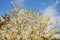 White flowers in the botanical garden of Caleri port near Rosolina mare Rovigo Italy