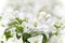 White flowers of bougainvillea spectabilis Bougainvillea spectabilis Willd., or great bougainvillea, native to Brazil, Bolivia,