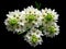 White flowers bouquet