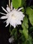 White flowers in brahma kamal flower plant