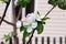 white flowers on a branch of an Apple tree in the garden