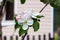 white flowers on a branch of an Apple tree in the garden