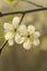 White flowers on branch, cherry blossoms, Apple blossoms