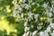 White flowers on a branch hawthorn bush
