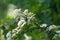 White flowers on a branch hawthorn bush