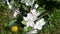 White flowers on the branches apple tree. spring season. slow motion