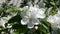 White flowers on the branches apple tree. spring season. slow motion