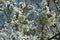 White flowers on the branches of cherry trees in the spring