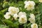 White flowers on briar rose bush