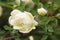 White flowers on briar rose bush
