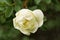 White flowers on briar rose bush