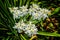 White flowers The bride and bees are hard workers.