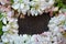 White flowers on a brown background. blooming Apple tree. delicate flower arrangeme