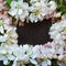 White flowers on a brown background. blooming Apple tree. delicate flower arrangeme