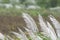 White Flowers and Brown Seeds of Kans Grass