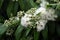 White flowers and buds of the Australian native Lemon Myrtle, Backhousia citriodora