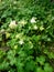 White flowers. Buds in the form of a bell hang down to the soil and are held on a high green trunk of a plant. Around a large num
