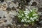 White flowers and buds of Ornithogalum umbellatum