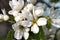 White flowers and buds pear or apple in spring