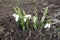 White flowers and buds of snowdrops in March