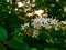 White flowers bunched together