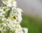 White flowers on a bush plant horseradish sits bee background inscription