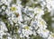 White flowers on a bush plant horseradish sits bee background inscription