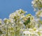 White flowers on a bush plant horseradish sitting green bronze emerald beetle background inscription
