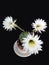 white flowers of the cactus echinopsis isolated on black background