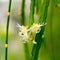 White flowers of cactus with hanging branches