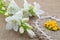 White flowers Campanula lie on the heart of coarse cloth