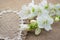 White flowers Campanula lie on the heart of coarse cloth