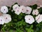 White flowers of Catharanthus roseus