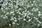 White flowers of Cerastium tomentosum in May