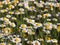 White flowers of Chamomile