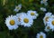 white flowers chamomile green background blossom sunlight