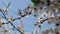 White flowers of cherry blossom on cherry tree close up. Blossoming of white petals of cherry flower. Bright floral