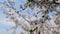 White flowers of cherry blossom on cherry tree close up. Blossoming of white petals of cherry flower. Bright floral
