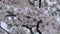 White flowers of cherry blossom on cherry tree close up. Blossoming of white petals of cherry flower. Bright floral