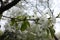 White flowers of cherry with peduncles