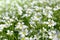 White flowers Chickweed or Cerastium arvense.