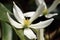 White flowers of Clematis Armandii- Apple Blossom